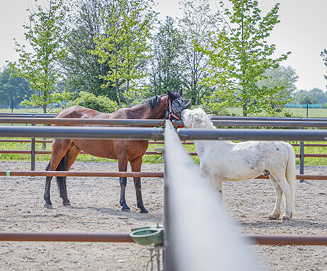 Horse Planet Garda Lake