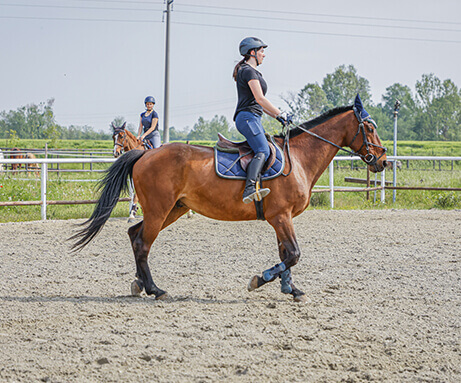 Horse Planet Garda Lake