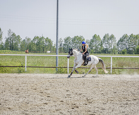 Horse Planet Garda Lake