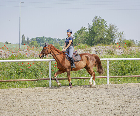 Horse Planet Garda Lake