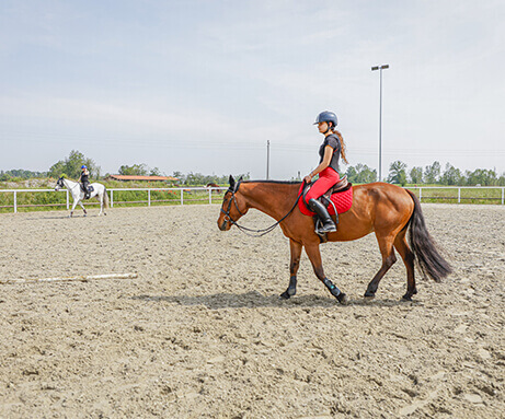 Horse Planet Garda Lake