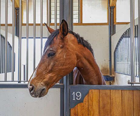 Horse Planet Garda Lake