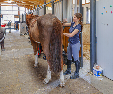 Horse Planet Garda Lake