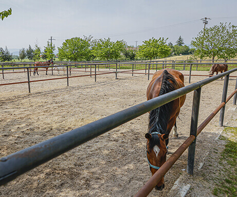 Horse Planet Garda Lake