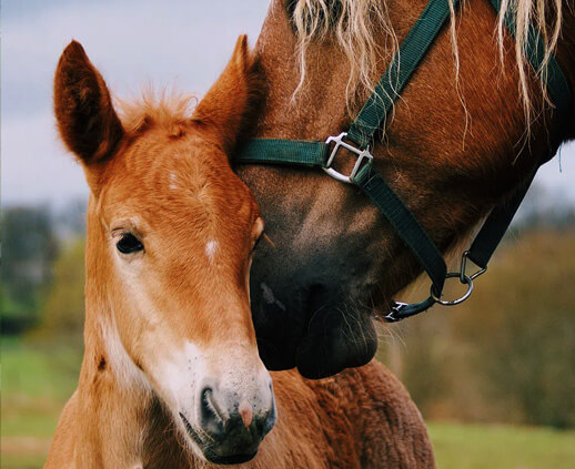 Horse Planet Garda Lake