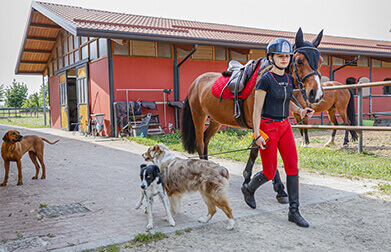 Horse Planet Garda Lake